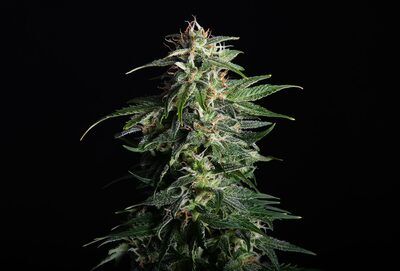 Auto Swiss Dream CBD